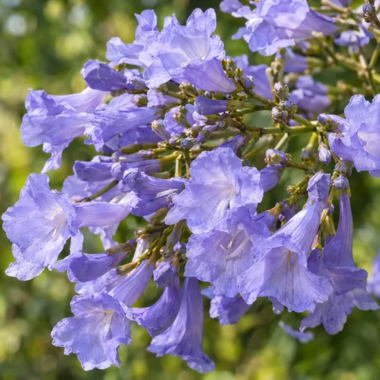 Flamboyant bleu (Jacaranda mimosaefolia) — grappe de fleurs tubulaires violettes en gros plan