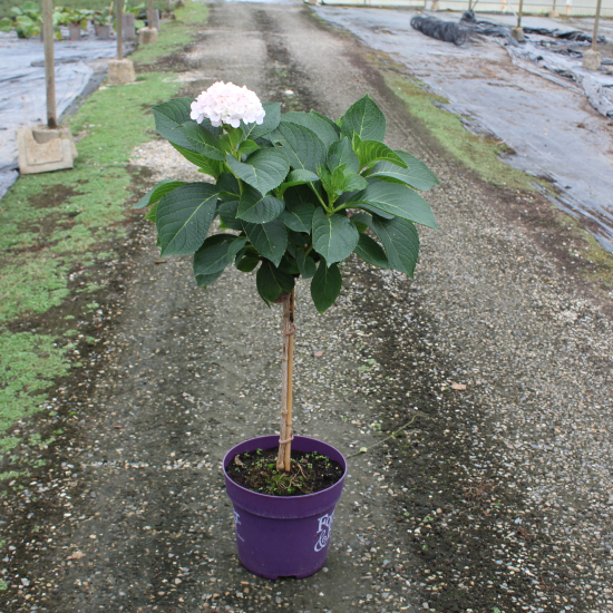 Hortensia 'Forever and ever blanc'