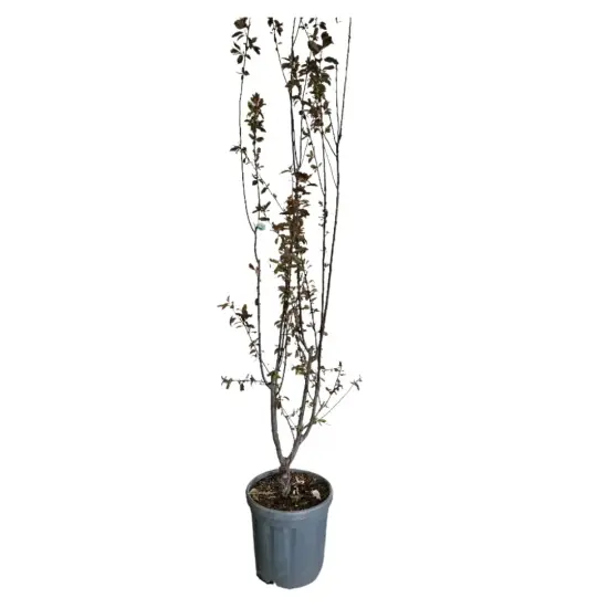 Prunier myrobolan 'Pissardii nigra' (Prunus cerasifera) — jeune arbre élancé en pot plastique gris · Pot 15L