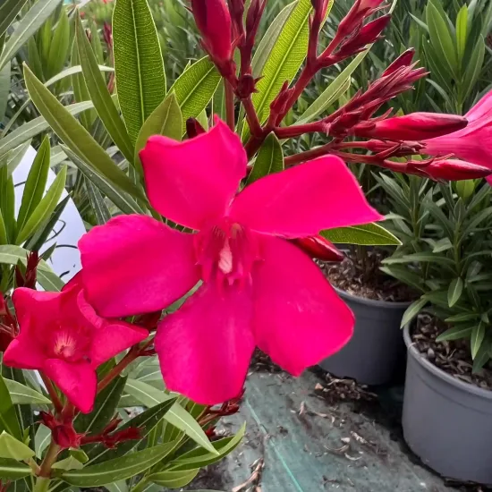 Laurier rose 'Italia' (Nerium oleander) — gros plan sur fleurs rose vif et feuillage