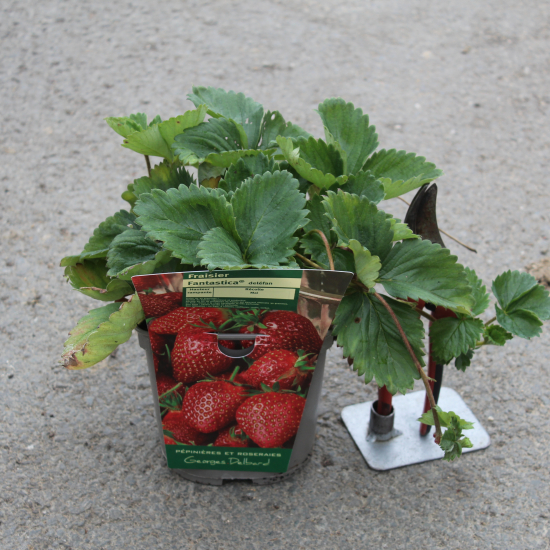 Fraisier 'Fantastica'
