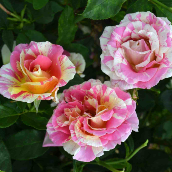 Rosier 'Claude monet'