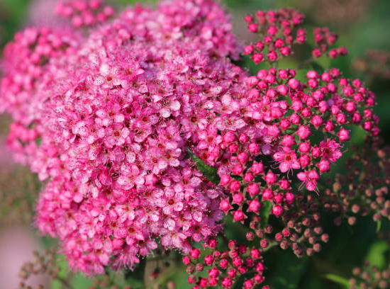 Spirée à floraison rouge 'Anthony waterer'