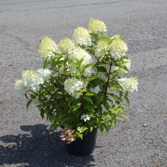 Hortensia paniculé 'Sundae fraise'