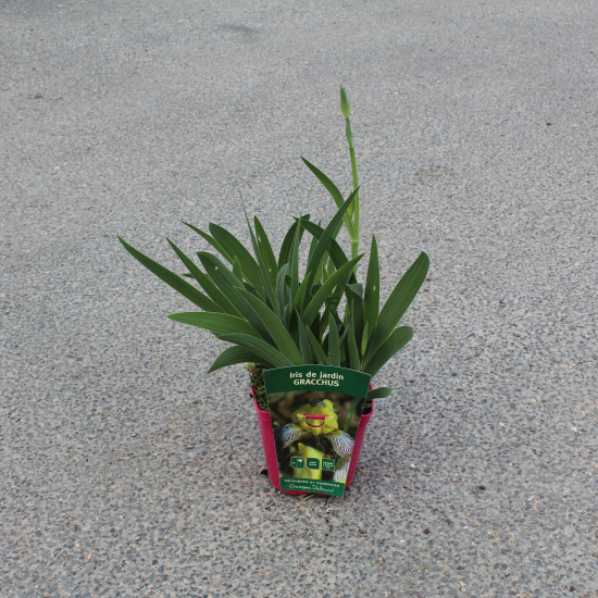 Iris d'allemagne 'Gracchus jaune'