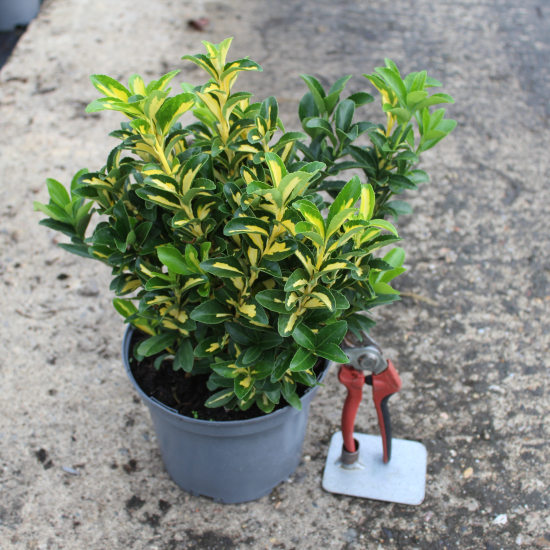 Fusain du japon 'Luna'