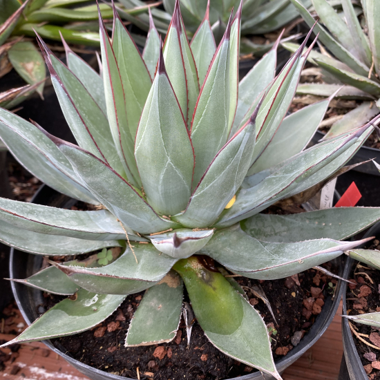 Agave  blue ember