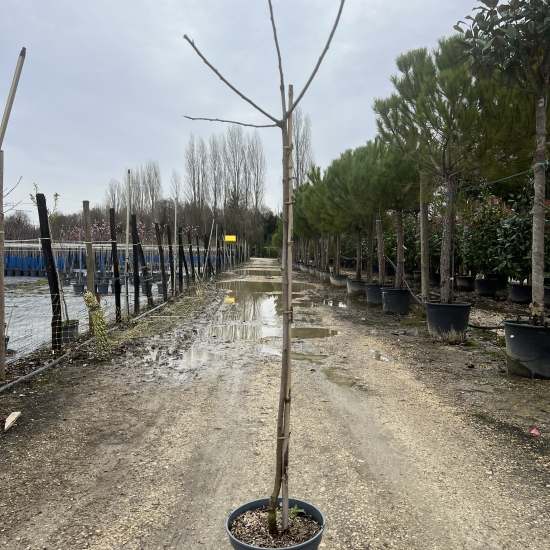 Prunier 'Reine claude doree'