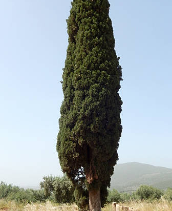 Cyprès de lawson 'Columnaris'