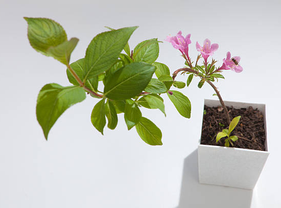Weigelia 'Stelzneri rose'