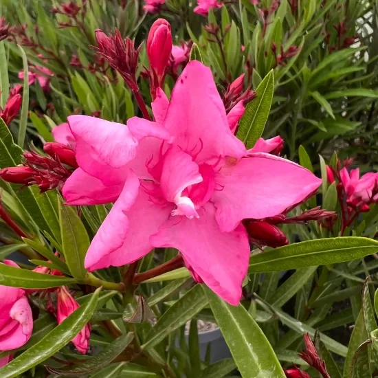 Laurier rose 'Emma' (Nerium oleander)