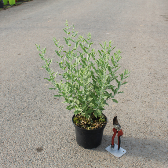 Sauge de sibérie 'Little spire'