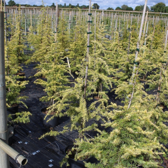 Cèdre doré de l'himalaya 'Aurea'