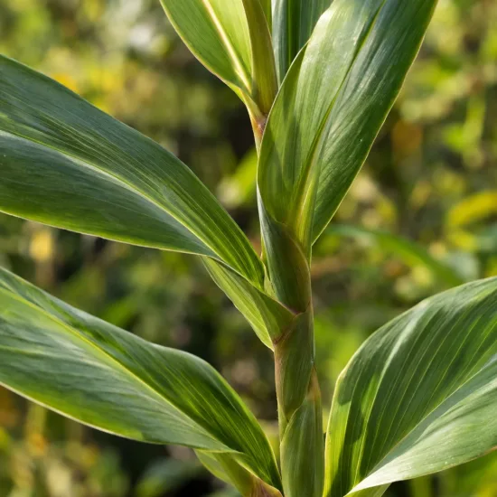 Gingembre ornemental (Hedychium pourpre) — tiges dressées avec longues feuilles vertes lustrées · Photo d'illustration