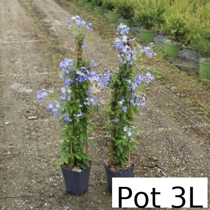 Plumbago du cap