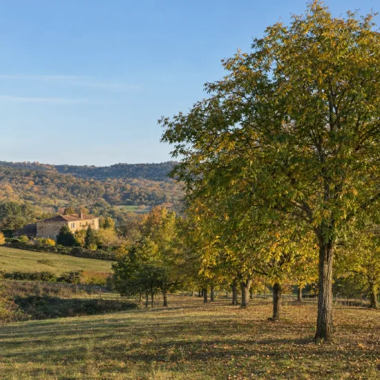 Pacanier à noix de pécan (Carya illlinoinensis) — alignement d'arbres en prairie, maison à l’arrière-plan · Photo d'illustration