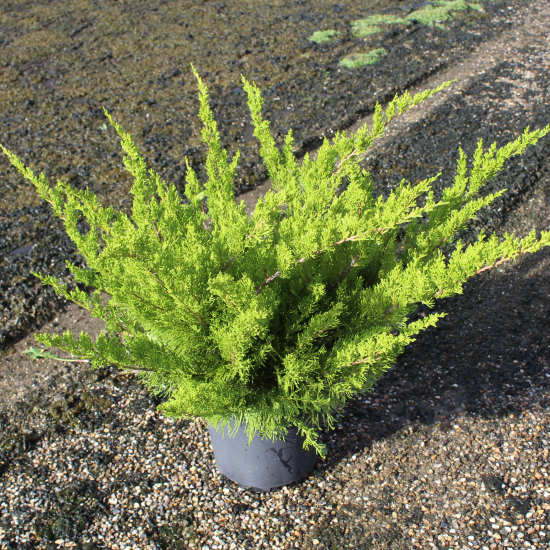 Genévrier 'Mint julep'