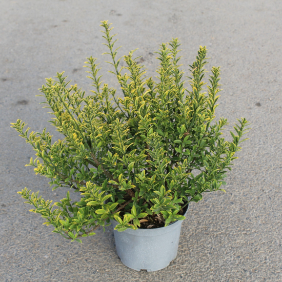 Fusain du japon 'Micro aureomarginatus'