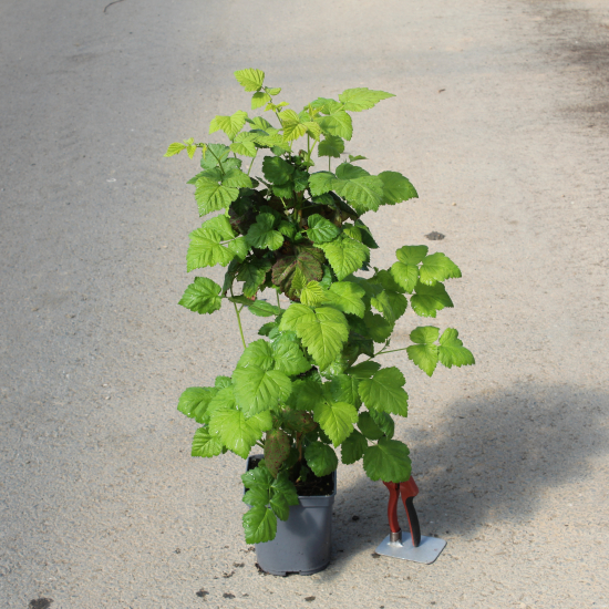 Mûre 'Medana tayberry'