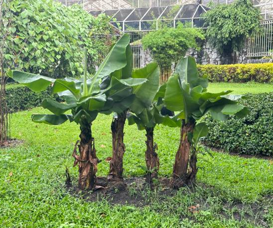 Bananier japonais 'Singapuri'