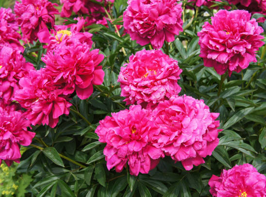 Pivoine 'Kansas rouge'
