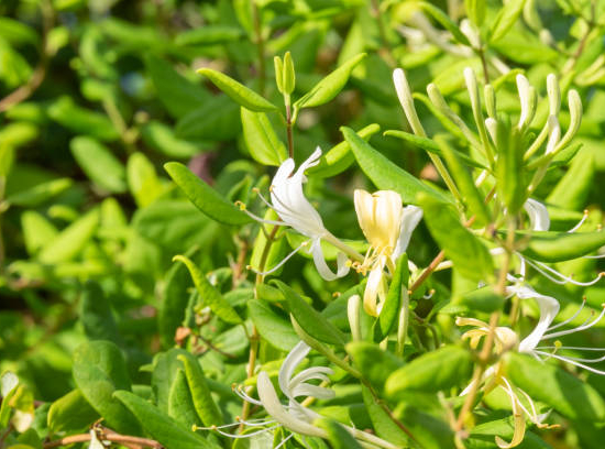 Chèvrefeuille 'Halliana'