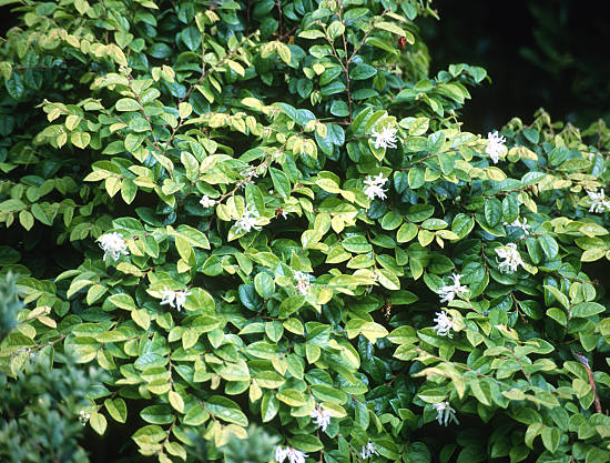 Loropétale de chine