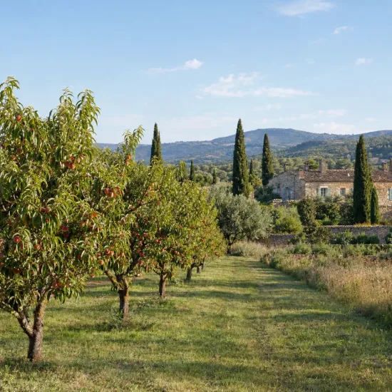 Pêcher 'Vineuse' (Prunus persica) — rangées d'arbres fruitiers dans un verger ensoleillé · Photo d'illustration