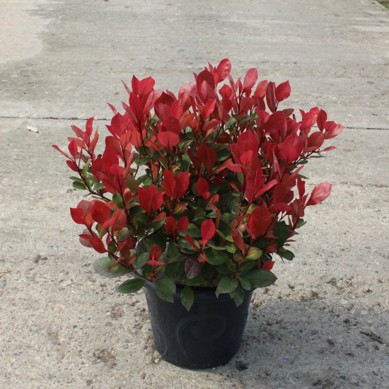 Photinia 'Nana'