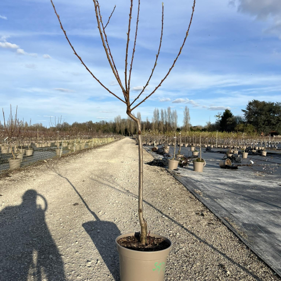 Pêcher 'Peche de vigne sanguine'