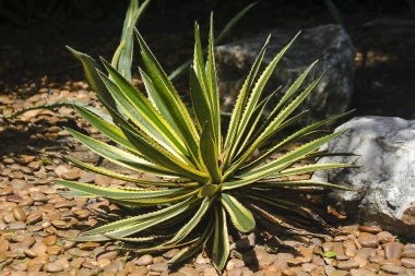 Yucca puck