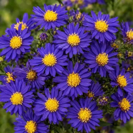 Aster nain 'Augenweide' (Aster dumosus) — fleurs violettes à cœur jaune en masse