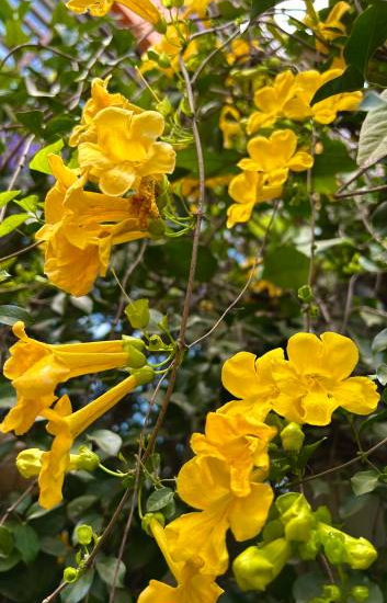 Bignone 'Gold trumpet creeper'