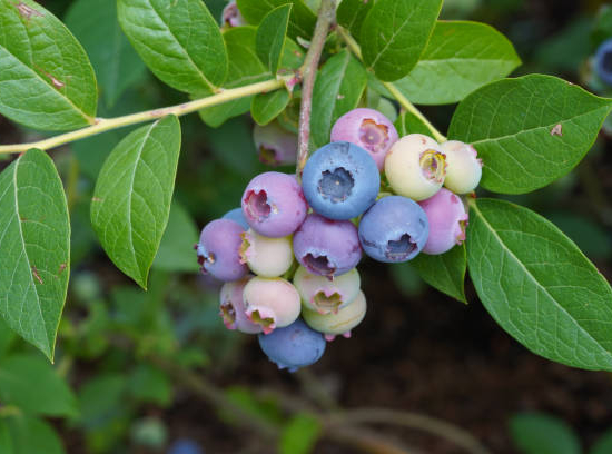 Cassissier 'Geant de boskoop'