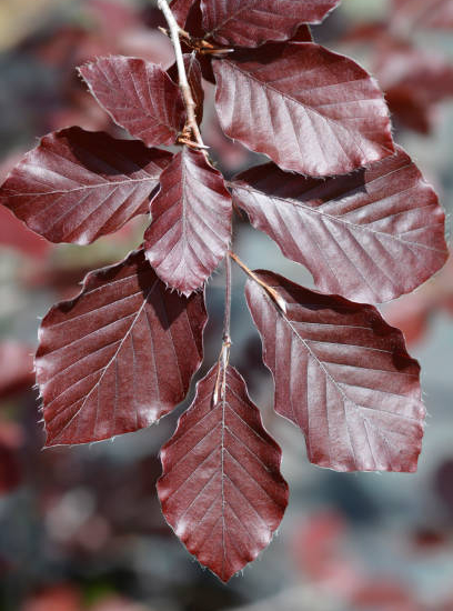 Hêtre commun 'Dawyck purple'