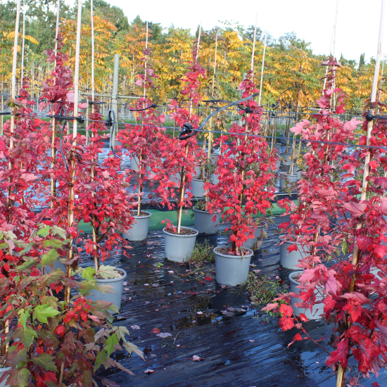 Érable rouge 'Brandywine'