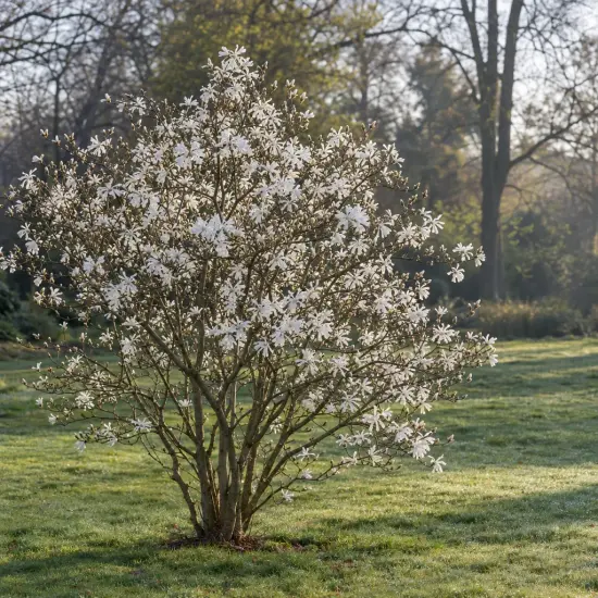 Magnolia étoilé 'Royal star' (Magnolia stellata) — arbuste fleuri isolé sur pelouse au jardin