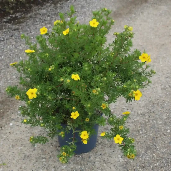 Potentille 'Goldfinger' (Potentilla fruticosa) — Pot 7.5L, photo 9