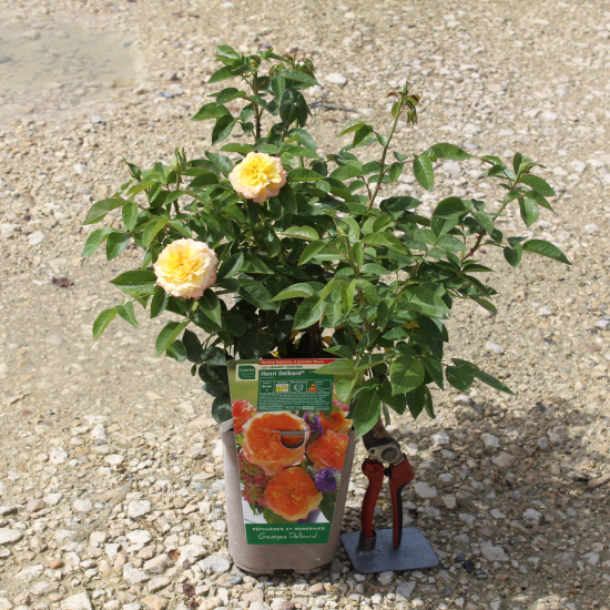 Rosier 'Henri delbard '