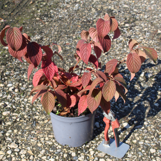 Viorne de chine 'Mariesii'