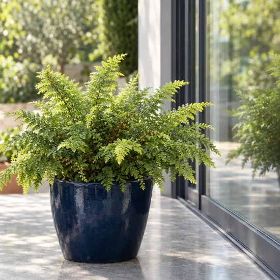 Aspidie à cils raides 'Plumosum densum' (Polystichum setiferum) — fougère dense en pot sur terrasse