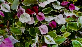 Cercis Carolina Sweetheart