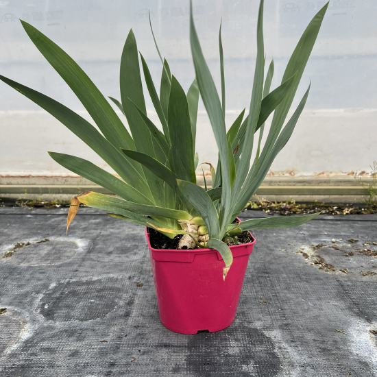 Iris d'Allemagne 'Ambroise violet'