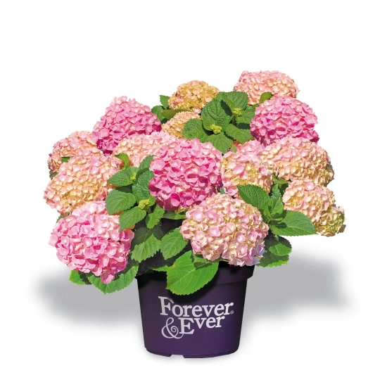 Hortensia 'Forever and ever rose'