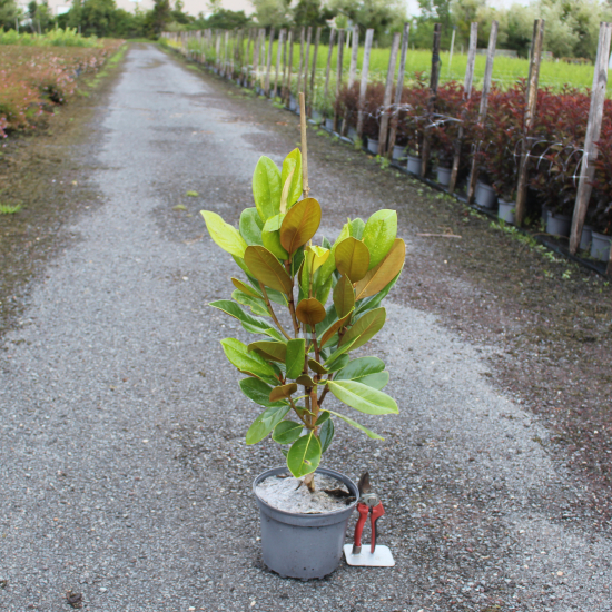 Magnolia à grandes fleurs 'Francois treyve'