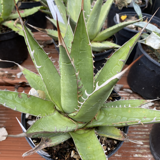 Agave  purpusorum