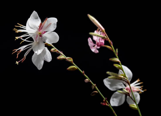Gaura