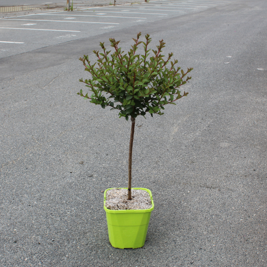 Lilas des indes 'Babe'