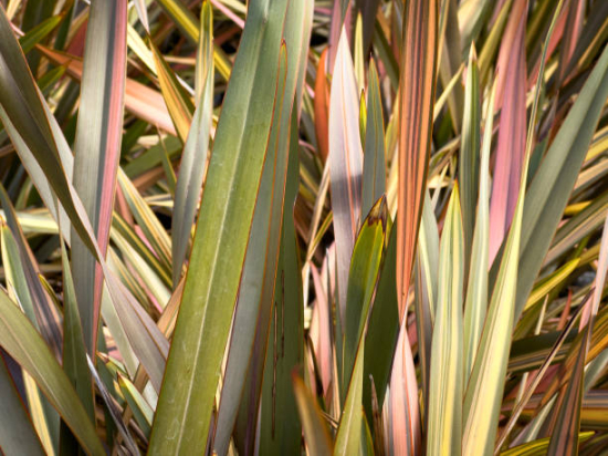 Phormium 'Rainbow'