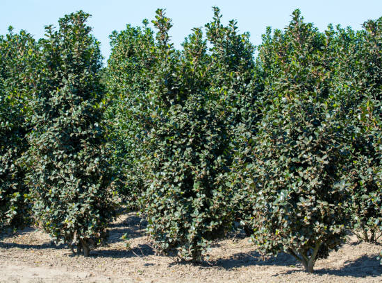 Houx mutchagara 'Kanehirae'